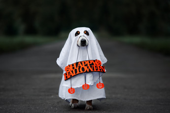 5 DIY Halloween Costumes That Will Make You the Star of the Show
