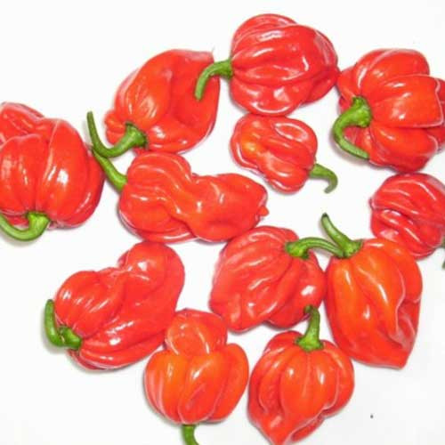 Scotch Bonnet Trinidad Red Chilli Seeds x 10