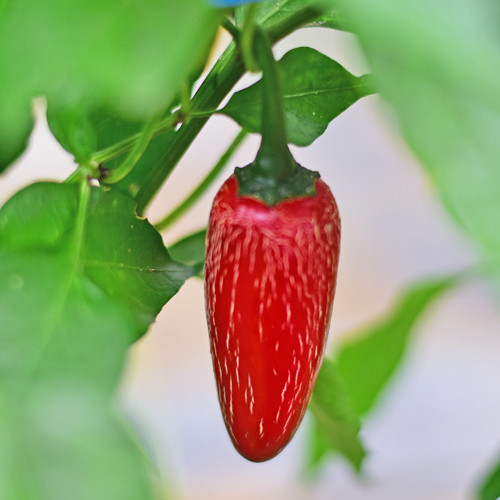 Jalapeno Chichimeca Chilli Seeds x 10