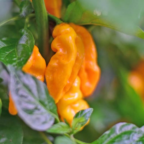 Lucifer's Dream Yellow Chilli Seeds x 10