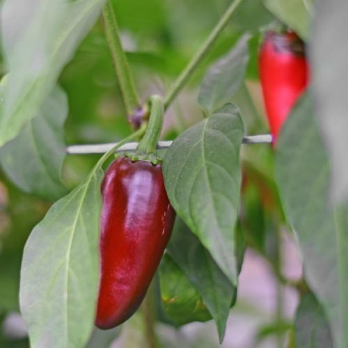 Jalapeno Summer Heat Chilli Seeds x 10