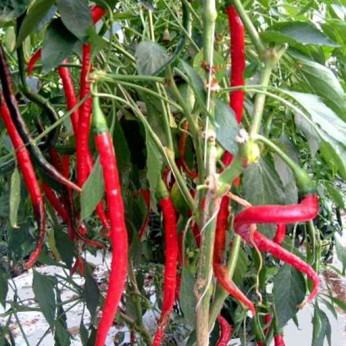Cayenne Long Slim Chilli Seeds x 10