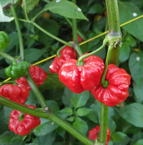 Foodorama Scotch Bonnet Red Chilli Seeds x 10