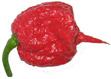 Carolina Reaper Chilli Seeds x 10