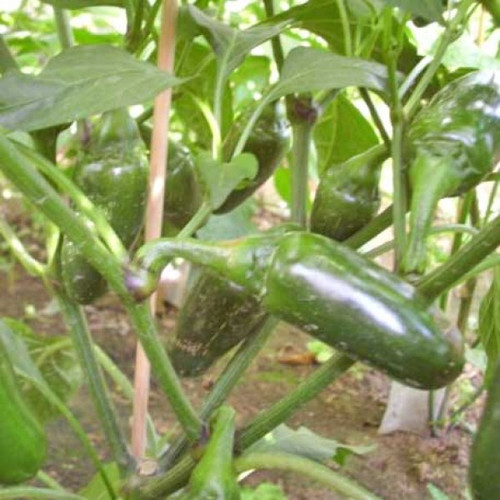 Jalapeno Jumbo Chilli Seeds x 10