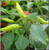 Fresh Hungarian Hot Wax Chillies - 2600g