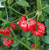 Foodorama Scotch Bonnet Red Chilli Seeds x 10