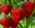 Trinidad Moruga Scorpion Red Chilli Seeds x 10