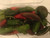 Fresh Jalapeno Chilli Peppers - 500gr