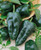 Fresh Poblano Chilli Peppers - 575g