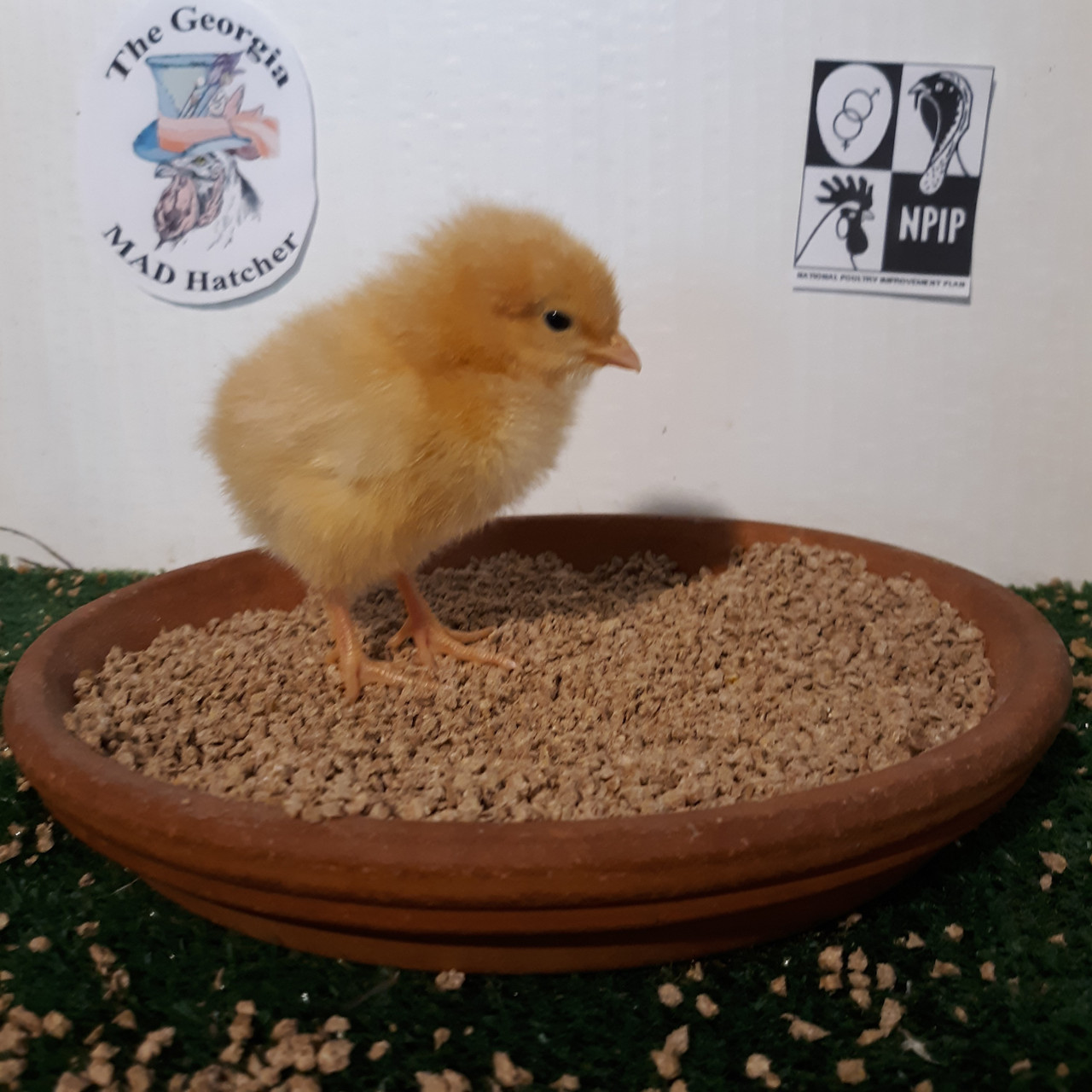 Buff Orpington Chicks