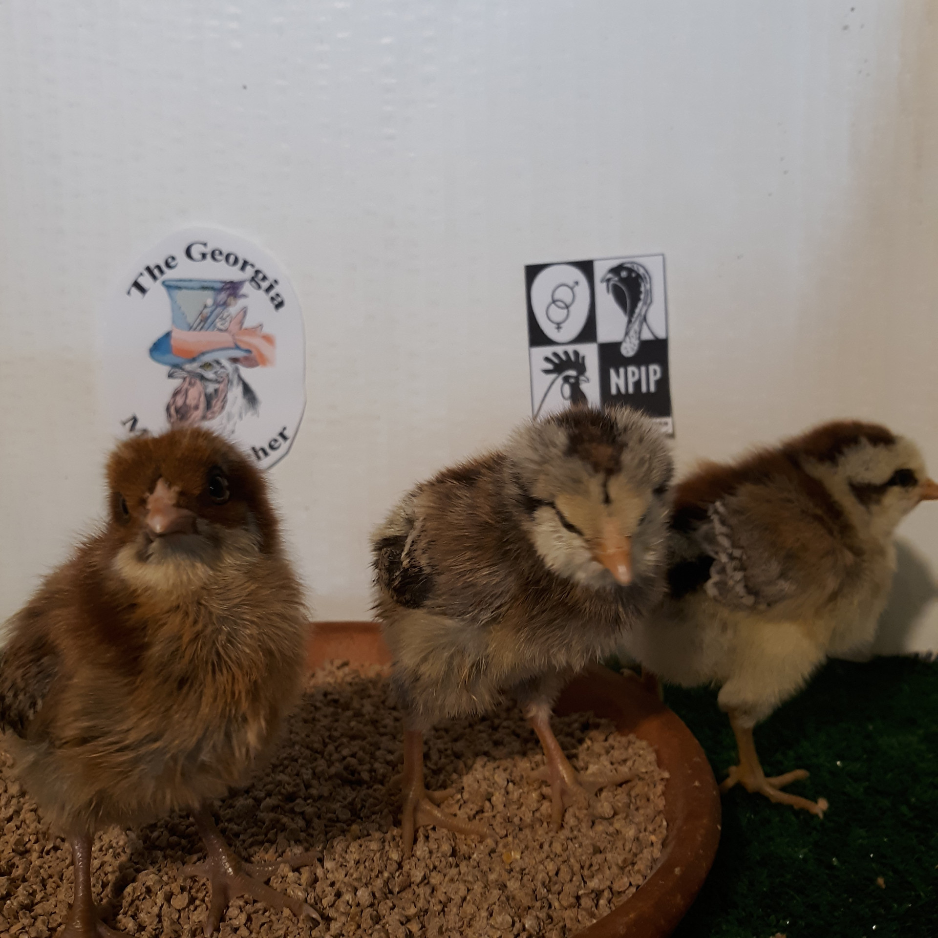 Chickens Live Day old Chicks Pullets The Mad Hatcher