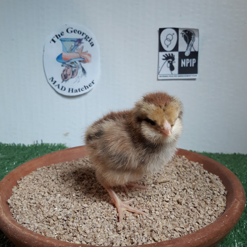 Olive Egger Chicks (Female)