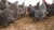 Plymouth Barred Rock chicks (Female Only)