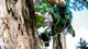 Climbing