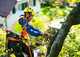 Tree Care