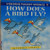 Pocket Science - How Does a Bird Fly? - Kate Woodward - Softcover