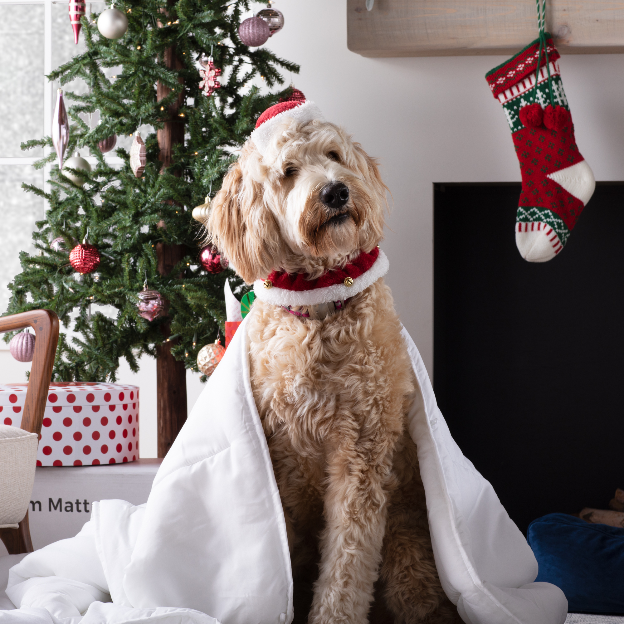 Dog wrapped in comforter