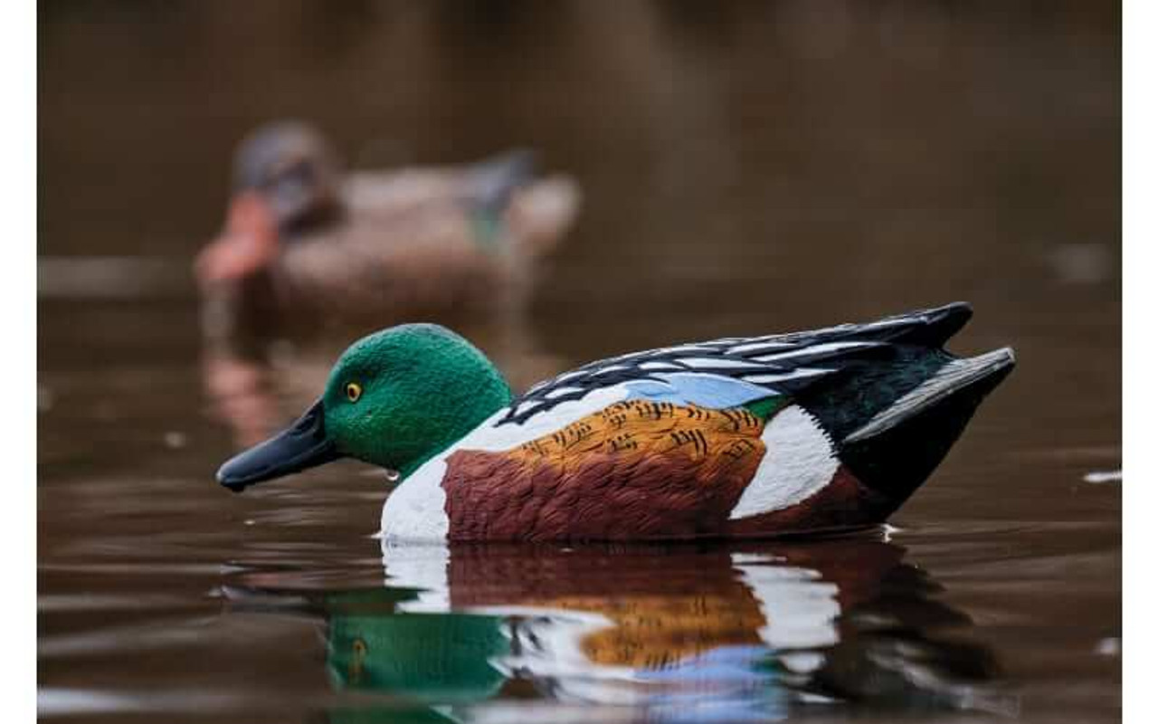 Northern Flight Shoveler Duck Decoys (4 Drakes & 2 Hens). CHICKEN PIECES.