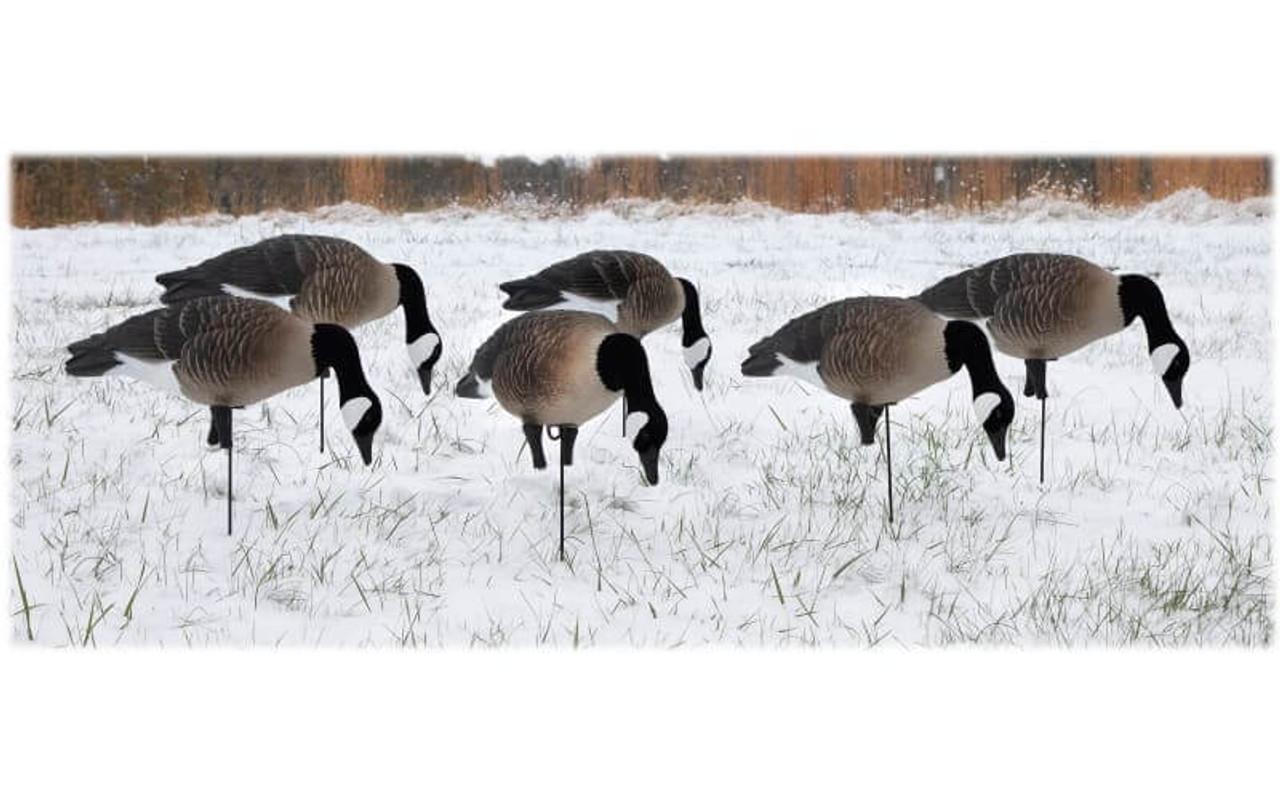 Higdon Outdoors APEX Full-Body TruFeeder Canada Goose Decoys. CHICKEN PIECES.