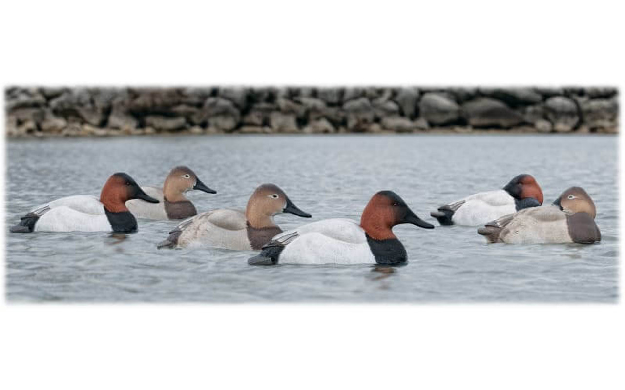 Avian-X TopFlight Floating Canvasback Duck Decoys (3 Drakes & 3 Hens). CHICKEN PIECES.