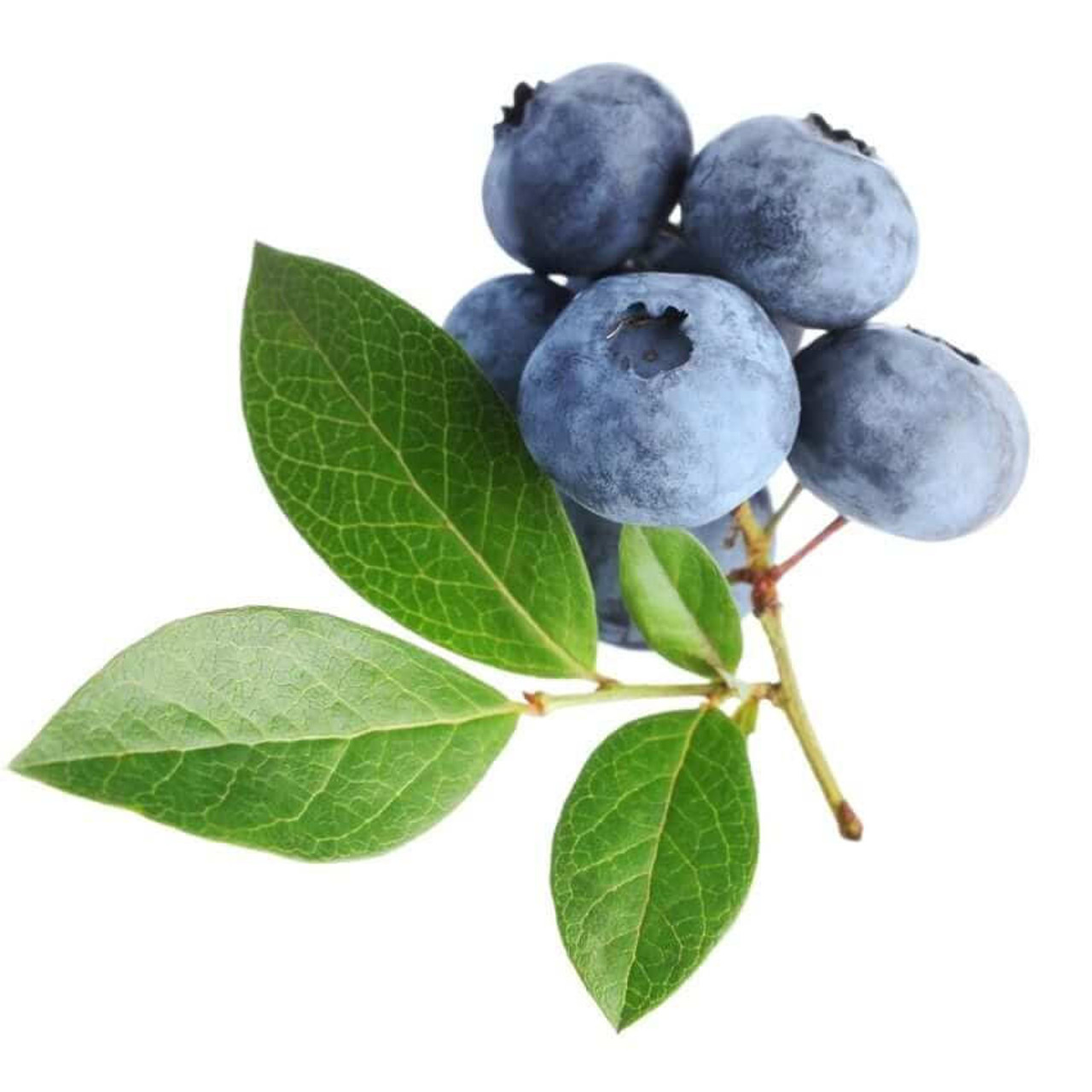  Rainforest supply Blueberry Powder Freeze Dried 