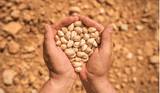 Chicken Pieces Organic Pistachios Raw In shell Bulk Food Service 25 lbs/11.33 kgs