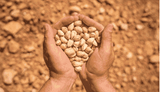 Organic Pistachios Raw In shell Bulk size 25 lbs/11.33 kgs