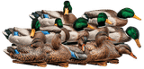 Avian-X TopFlight Mallard Duck Decoy Outfitter Pack  (7 Drakes & 5 Hens). CHICKEN PIECES.