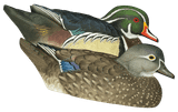Avian-X Topflight Wood Duck Decoys (2 High-Head drakes, 2 Low-Head Drakes,  & 2 Low-Head Hens). CHICKEN PIECES.