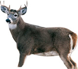 Montana Whitetail Dream Team Decoy Combo. CHICKEN PIECES.
