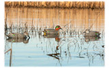 Hard Core Rugged Series Green-Winged Teal Duck Decoys . CHICKEN PIECES.