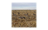 Mayhem Decoys Painted-Head Lesser Canada Goose Decoys (8 Feeders & 4 Resters) CHICKEN PIECES.