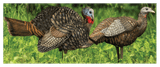 Avian-X LCD 1/2 Strut Jake and Breeder Hen Turkey Decoy Combo. CHICKEN PIECES.