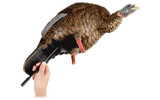 Avian-X HDR Heavy-Duty Realism Full-Body Feeder Hen Turkey Decoy. CHICKEN PIECES. Avian-X HDR Heavy-Duty Realism Full-Body Feeder Hen Turkey Decoy. CHICKEN PIECES.