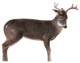 Montana Decoy The Freshman Whitetail Buck Decoy. CHICKEN PIECES.