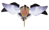  Avian-X PowerFlight Dove Motorized Decoy 