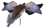  Avian-X PowerFlight Dove Motorized Decoy 