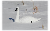 Higdon Outdoors Standard Tundra Swan Decoy. CHICKEN PIECES