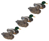 Mayhem Decoys Flocked-Head Mallard Floater Duck Decoy Pack 12 Pack. CHICKEN PIECES