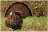 Avian-X LCD Strutter Turkey Decoy. CHICKEN PIECES
