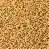 clubhouse Clubhouse Spice Mustard Seeds - Sharp and Tangy Flavor Enhancer, 12/Case 