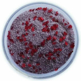 Chicken Pieces Rokz Pomegranate Cocktail Rimming Sugar - 1 lb. Bag, Gourmet Sugars with Fruity Pomegranate Flavor 