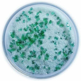 Chicken Pieces Rokz Mojito Cocktail Rimming Sugar - 5 oz. Bag, Gourmet Sugars with Smooth Mint and Lime Flavors 