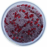 Chicken Pieces Rokz Pomegranate Cocktail Rimming Sugar - 5 oz. Bag, Gourmet Sugars with Fruity Pomegranate Flavor 