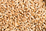 Chicken Pieces Organic Pearled Farro Bulk Food Service 25lbs/11.34 kgs 