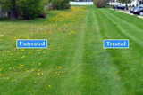 Ortho Killex 1L Lawn Weed Control Concentrate — 8,000 sq. ft. Coverage