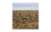 Heavy Hauler Painted-Head Lesser Canada Goose Decoys (8 Feeders & 4 Resters). CHICKEN PIECES.