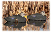 Hard Core Decoys Rugged Series Magnum Black Duck Decoys (3 Drakes & Hens). CHICKEN PIECES.