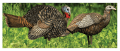 Avian-X LCD 1/2 Strut Jake and Breeder Hen Turkey Decoy Combo. CHICKEN PIECES.